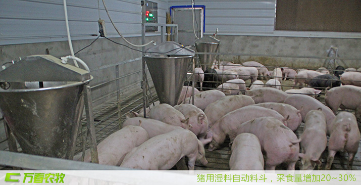 四川萬春豬用濕料自動飼喂器