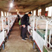 四川川嬌農牧改造后的母豬產房