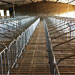 四川川嬌農牧豬場改造中定制的母豬限位欄安裝中