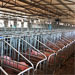 四川川嬌農牧豬場改造中定制的母豬限位欄