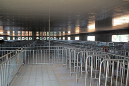 邛崍嘉林生態豬養殖示范園限位欄安裝實景