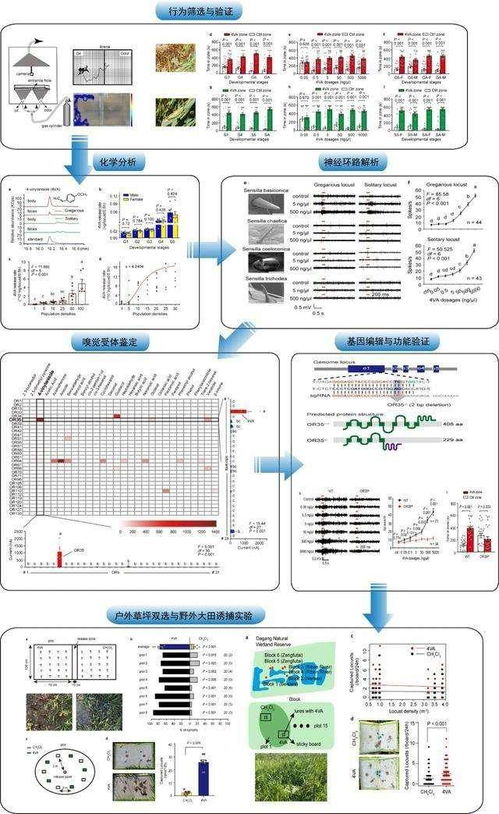 信息素驅(qū)動(dòng)下的生命系統(tǒng)集成 蝗蟲(chóng)集群行為對(duì)現(xiàn)代信息系統(tǒng)的啟示